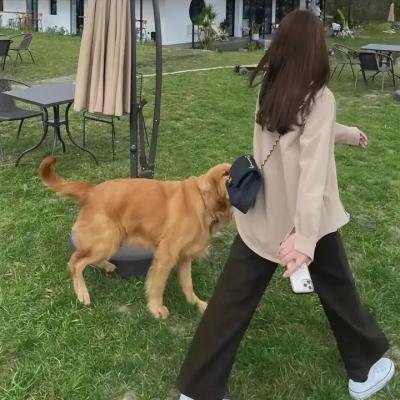 燃烧的蛟龙